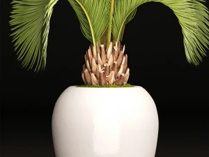 phoenix canariensis 3D Model