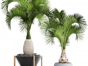 hyophorbe lagenicaulis set Modelo 3D