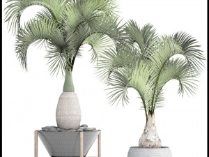 hyophorbe lagenicaulis set 3D 模型