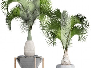 hyophorbe lagenicaulis set 3D 模型