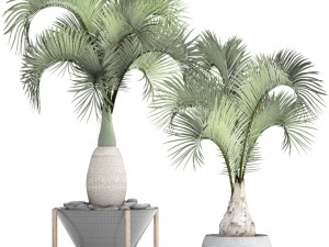 hyophorbe lagenicaulis set 3D 模型