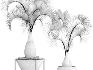 hyophorbe lagenicaulis set 3D 模型