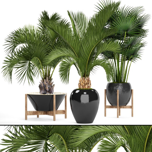 collection palms 3D Model .c4d .max .obj .3ds .fbx .stl .blend 