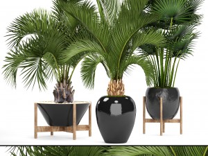 collection palms 3D Model
