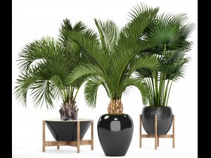 collection palms 3D Model
