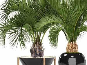 collection palms 3D Model