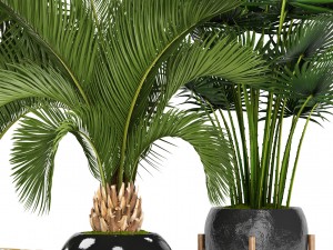 collection palms 3D Model