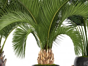 collection palms 3D Model