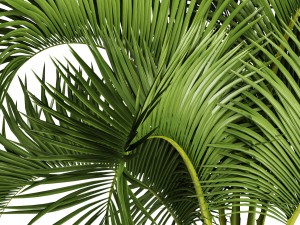 collection palms 3D Model
