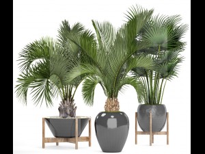 collection palms 3D Model