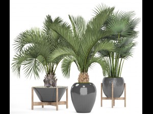 collection palms 3D Model