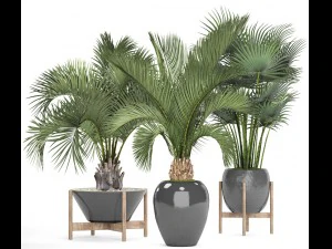 collection palms 3D Model