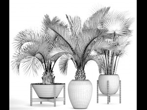 collection palms 3D Model