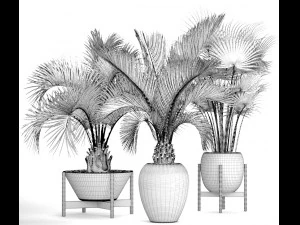 collection palms 3D Model