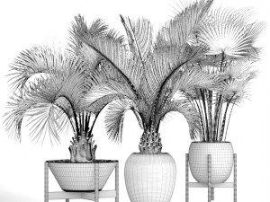 collection palms 3D Model