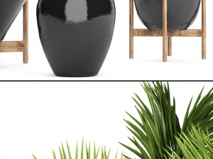 collection palms 3D Model