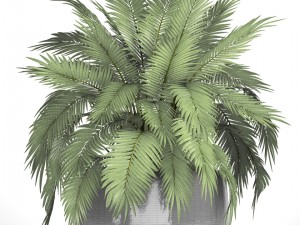 chamaedorea cataractarum 3D मॉडल