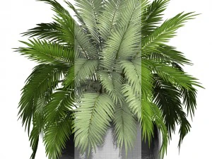 chamaedorea cataractarum 3D Model