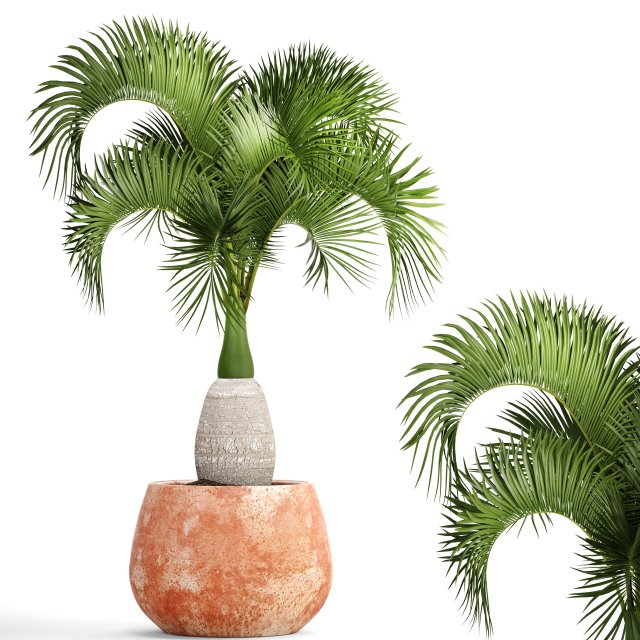 hyophorbe lagenicaulis 3D Модель .c4d .max .obj .3ds .fbx .stl .blend 