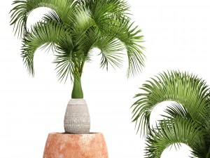 hyophorbe lagenicaulis Modelo 3D