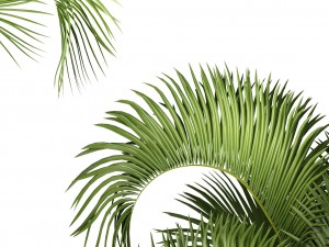 hyophorbe lagenicaulis 3D Модель