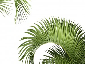 hyophorbe lagenicaulis 3D Model