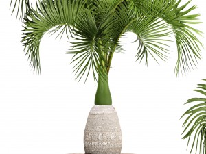 hyophorbe lagenicaulis 3D Модель
