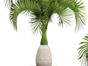 hyophorbe lagenicaulis 3D Model