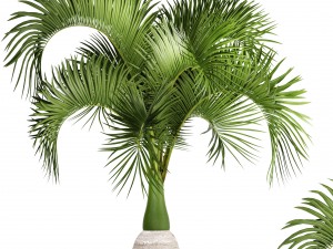 hyophorbe lagenicaulis 3D Модель