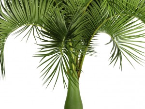 hyophorbe lagenicaulis 3D Модель
