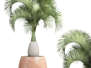 hyophorbe lagenicaulis 3D Model
