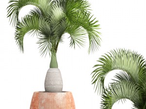 hyophorbe lagenicaulis 3D Модель
