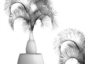 hyophorbe lagenicaulis 3D Model