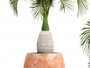 hyophorbe lagenicaulis 3D Модель