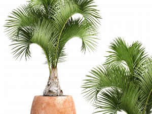 hyophorbe lagenicaulis 3D Model