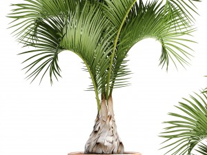 hyophorbe lagenicaulis 3D Model