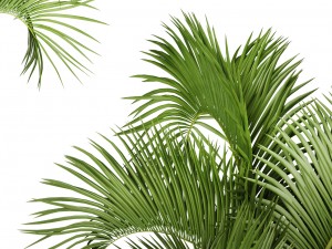 hyophorbe lagenicaulis 3D Model