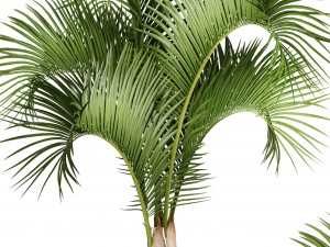 hyophorbe lagenicaulis 3D Model