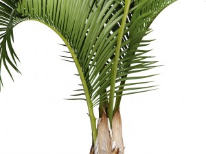 hyophorbe lagenicaulis 3D Model