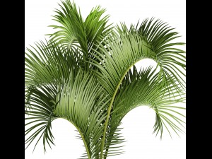 hyophorbe lagenicaulis 3D Model