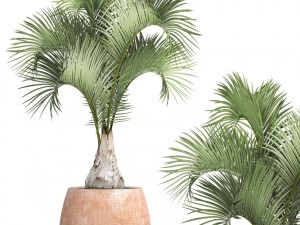hyophorbe lagenicaulis 3D Model