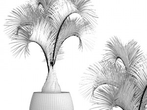 hyophorbe lagenicaulis 3D Model