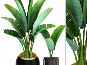 ravenala palm 3D Model