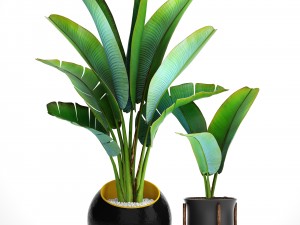ravenala palm Modelo 3D