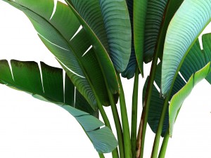 ravenala palm Modelo 3D