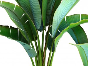 ravenala palm Modelo 3D