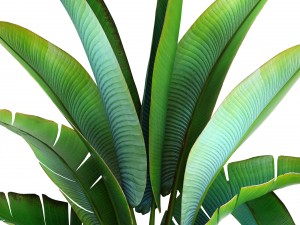 ravenala palm Modelo 3D