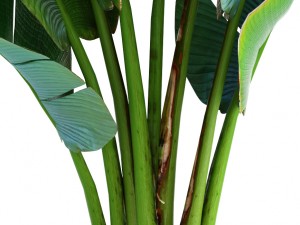 ravenala palm Modelo 3D