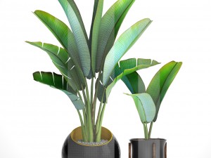 ravenala palm Modelo 3D
