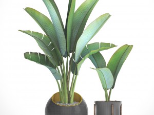 ravenala palm Modelo 3D